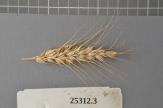Click for 1 image(s) for this accession. Spike